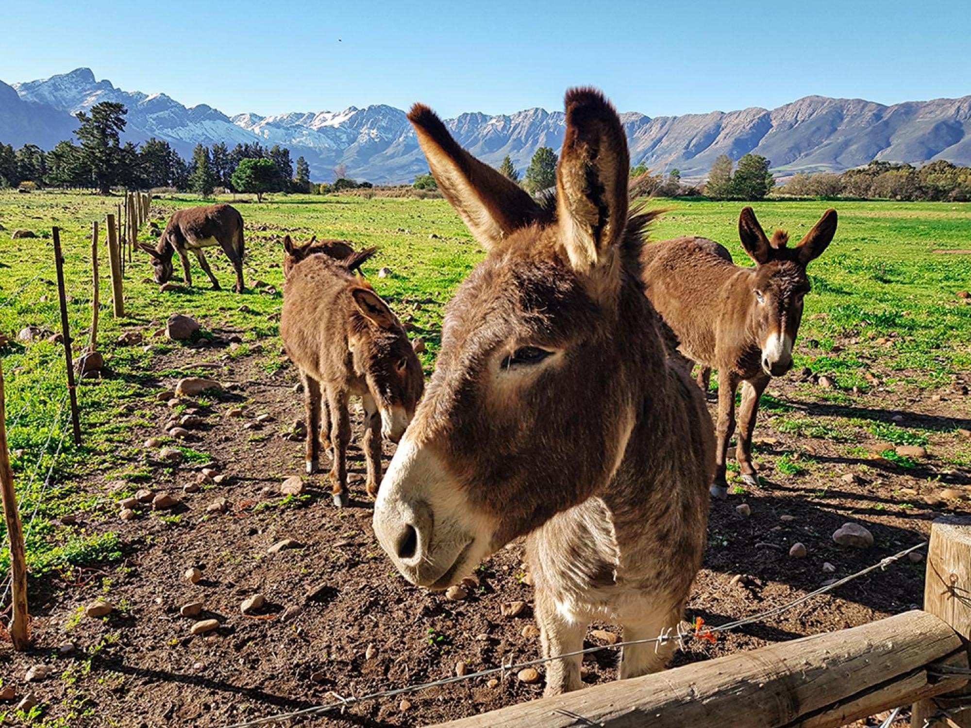 Duikersdrift Winelands Country Escape Hotel Tulbagh Kültér fotó